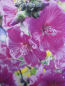 Preview: Lavatera cultorum Chamallow ® - Buschmalve - Strauchpappel - 30-40cm